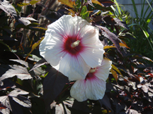 Rose of Sharon