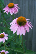 echinacea