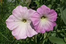 lilac_petunias