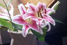 pink-lilies