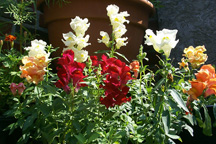 snapdragons