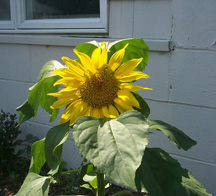 sunflower