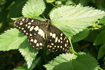 Lime-Butterfly