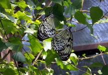 lacewing_mating