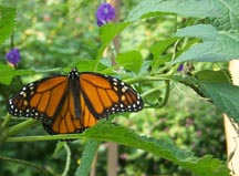 monarch