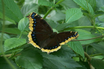 mourning-cloak